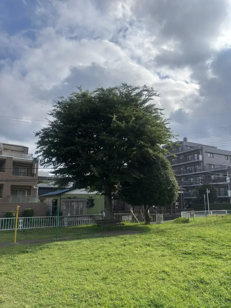 台田法花坊公園の木とベンチ