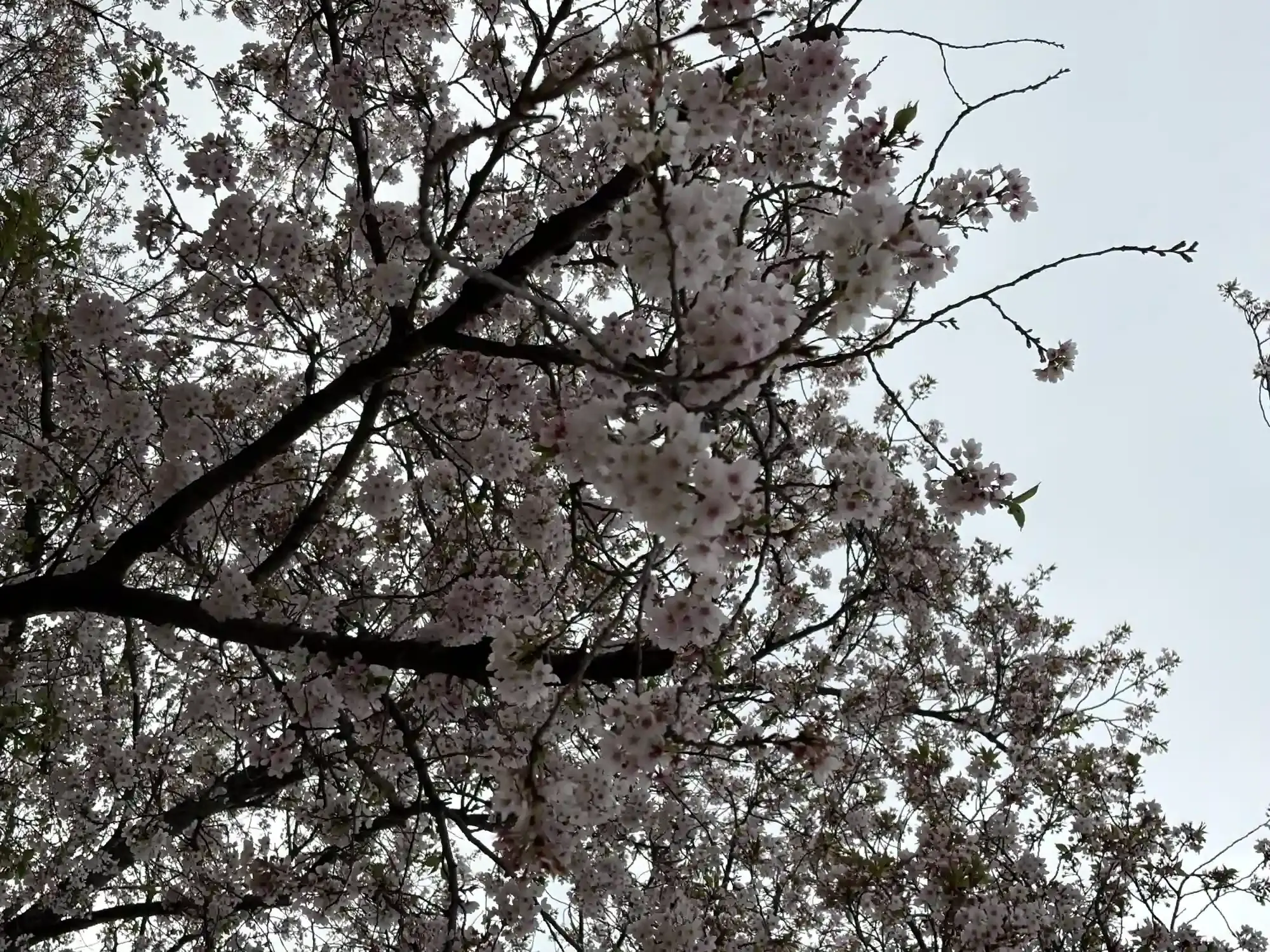 桜のアップ