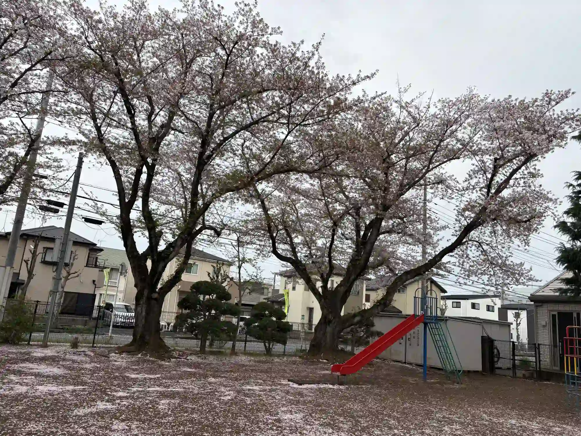 桜と遊具