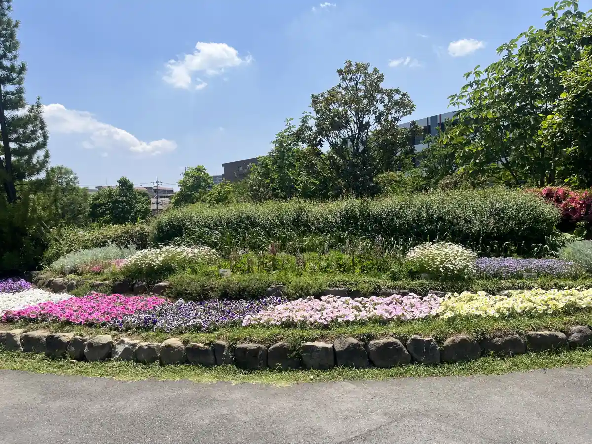 東松戸ゆいの花公園の色とりどりの花壇