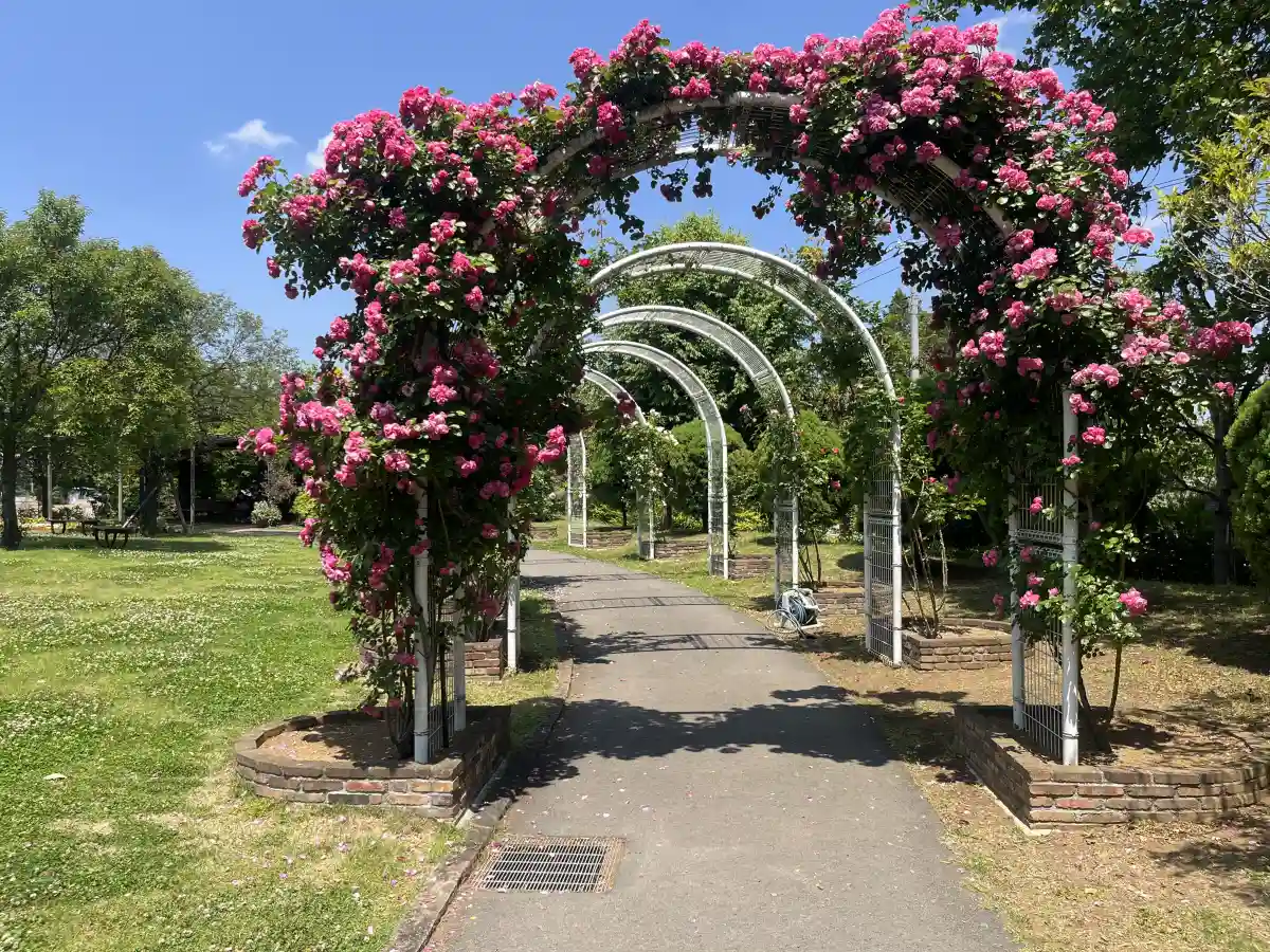 東松戸ゆいの花公園のバラのアーチ