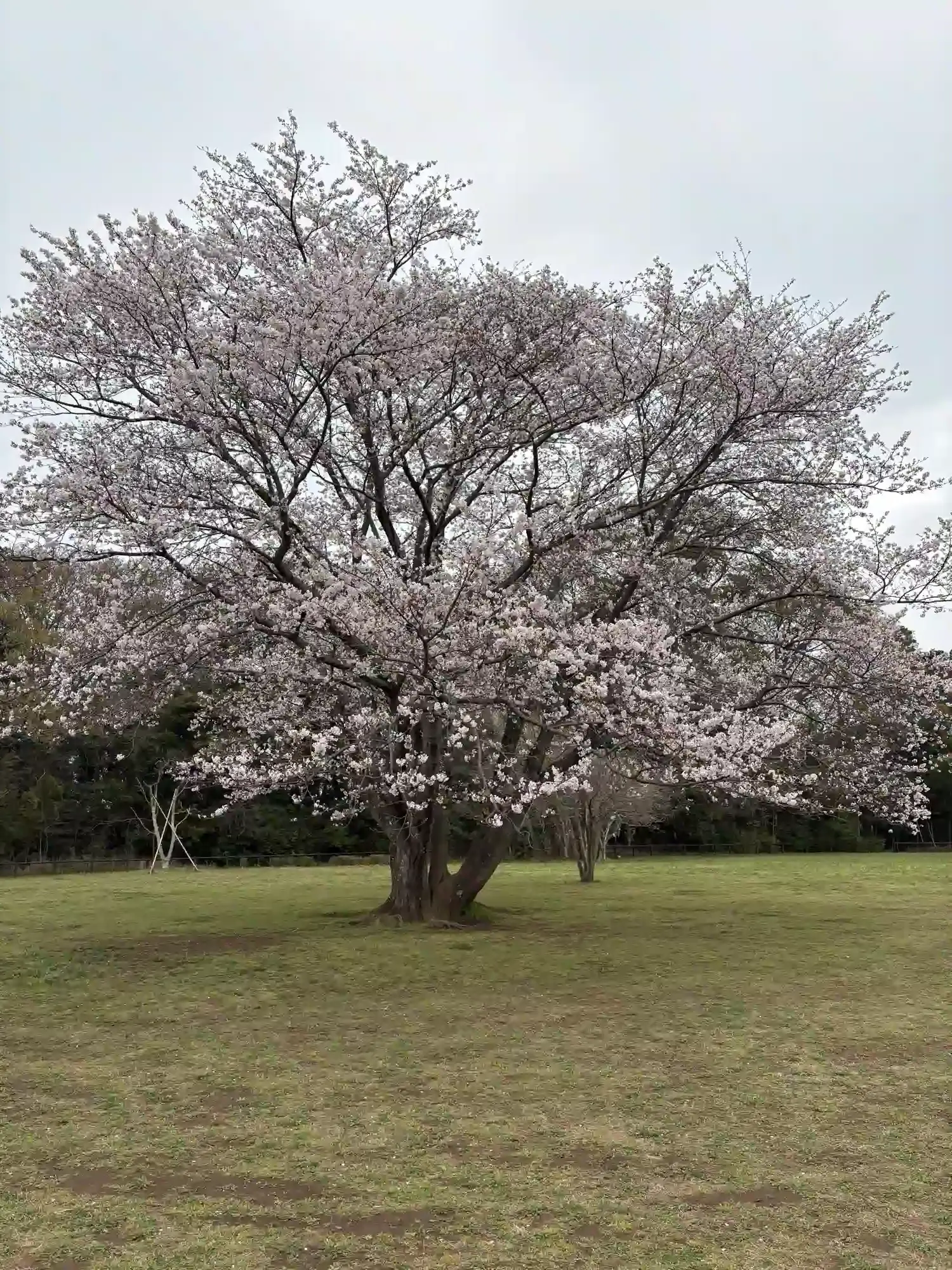 公園の中央で咲くシンボルの一本桜