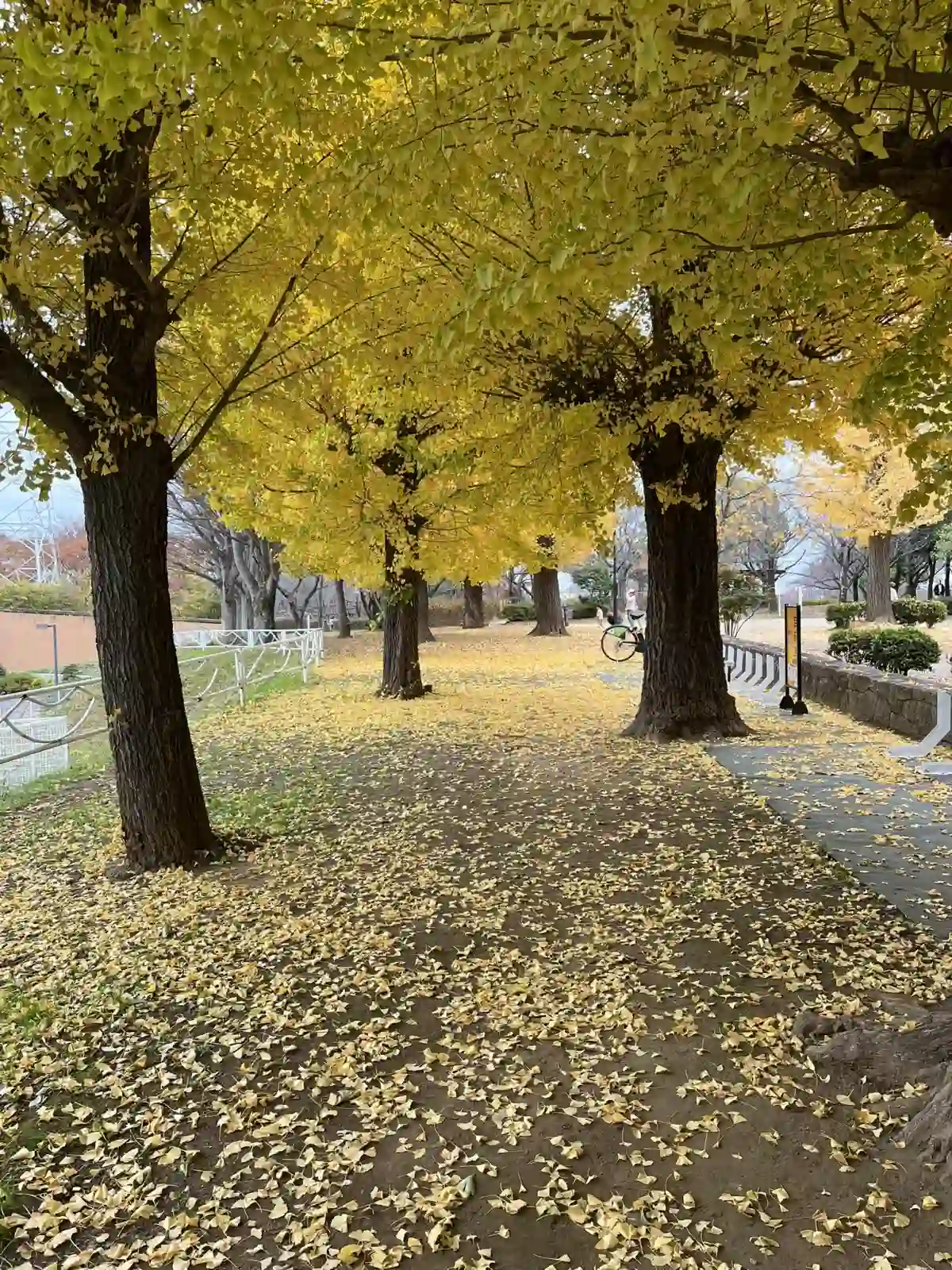秋のきれいな紅葉