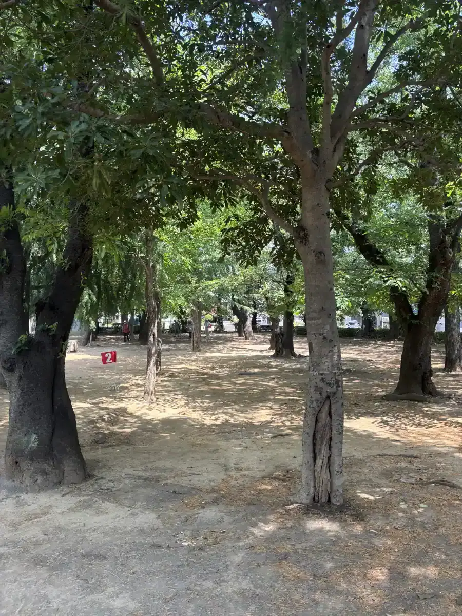 公園内の木