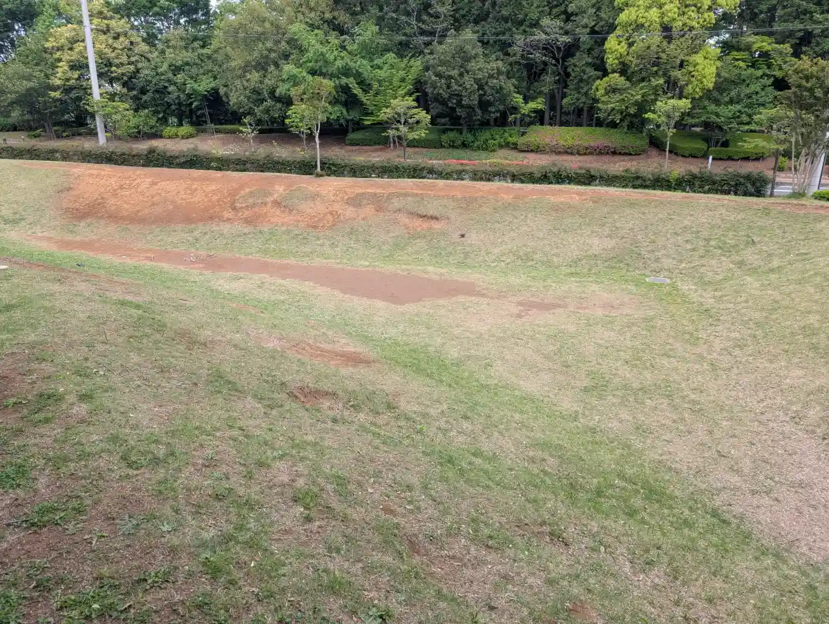 芝生の坂道