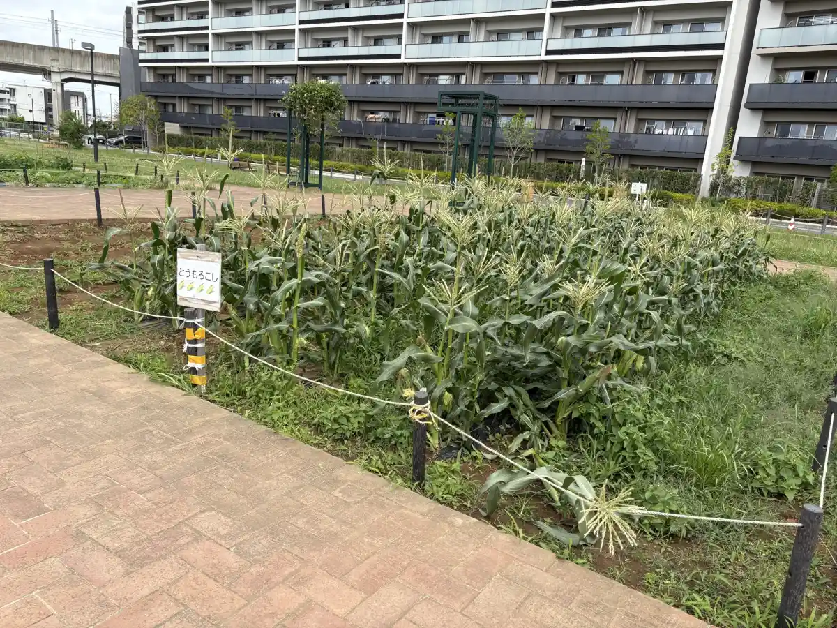 柏たなか駅前公園のとうもろこし畑