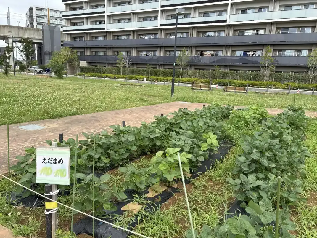 柏たなか駅前公園の枝豆畑