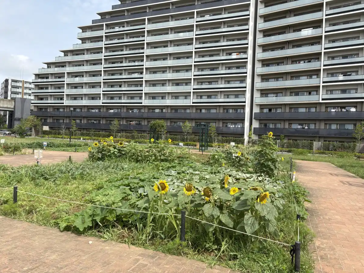柏たなか駅前公園の花壇と畑