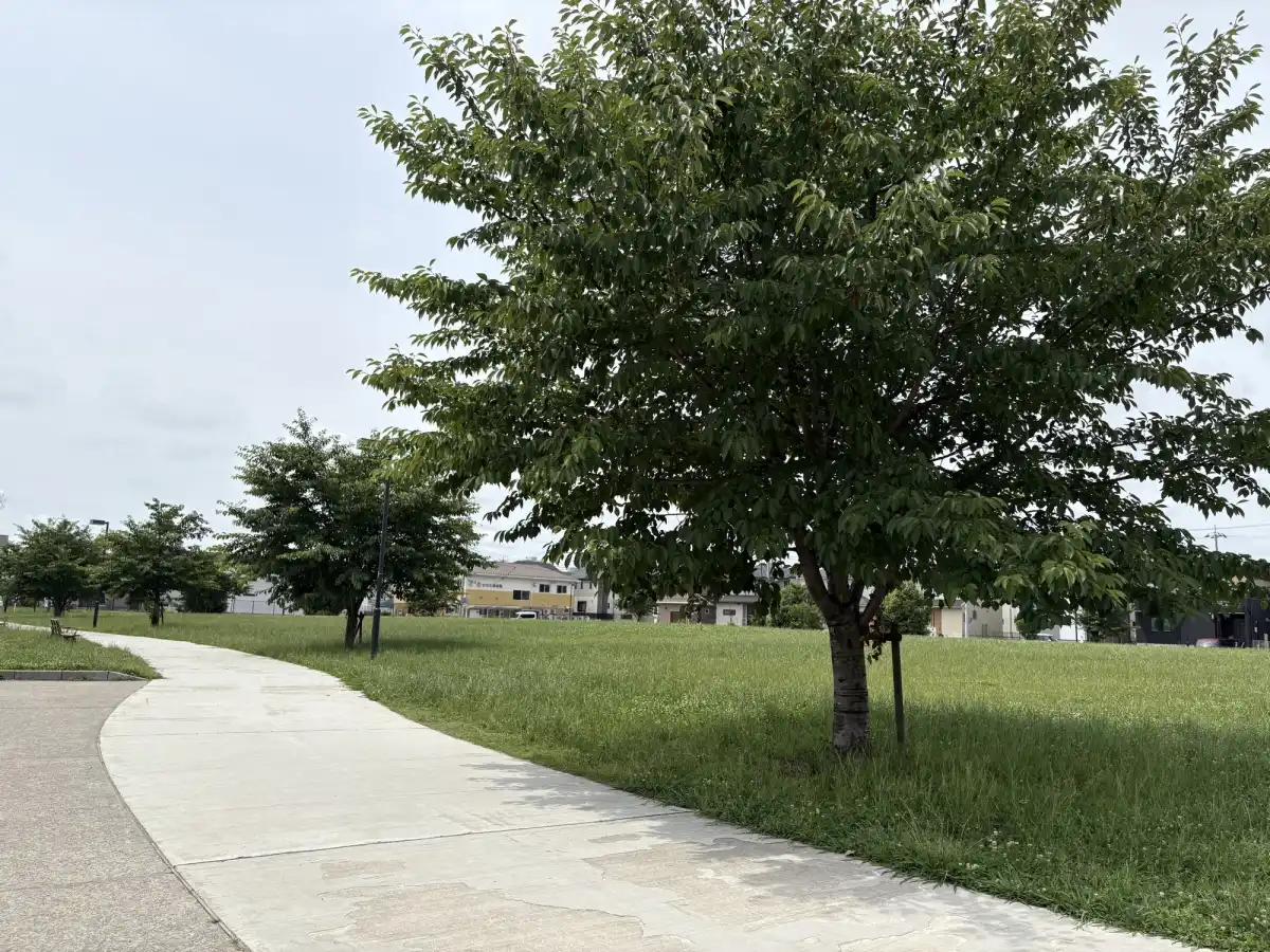 公園内の広場と園路