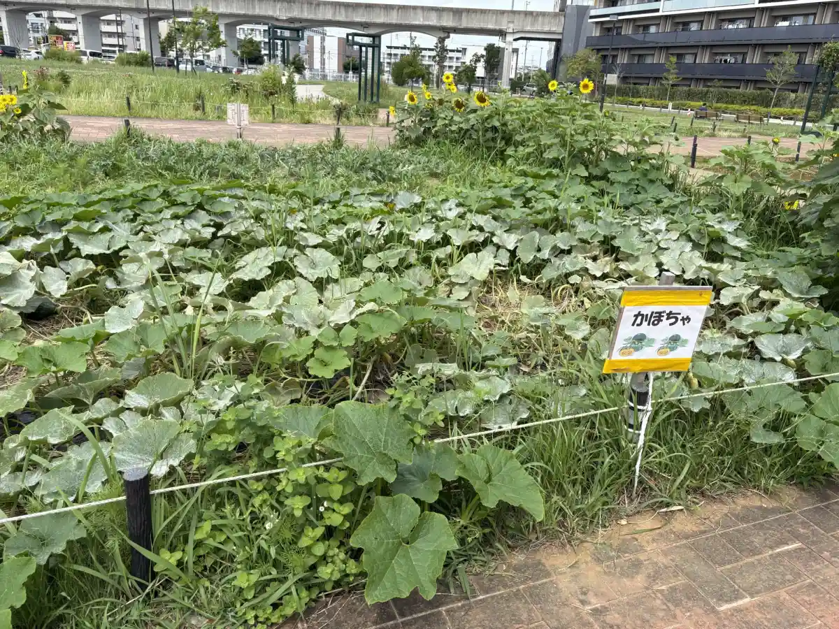 柏たなか駅前公園のかぼちゃ畑