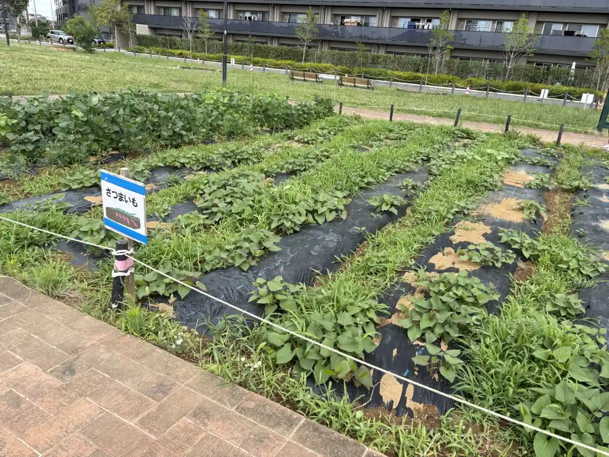 柏たなか駅前公園のさつまいも畑