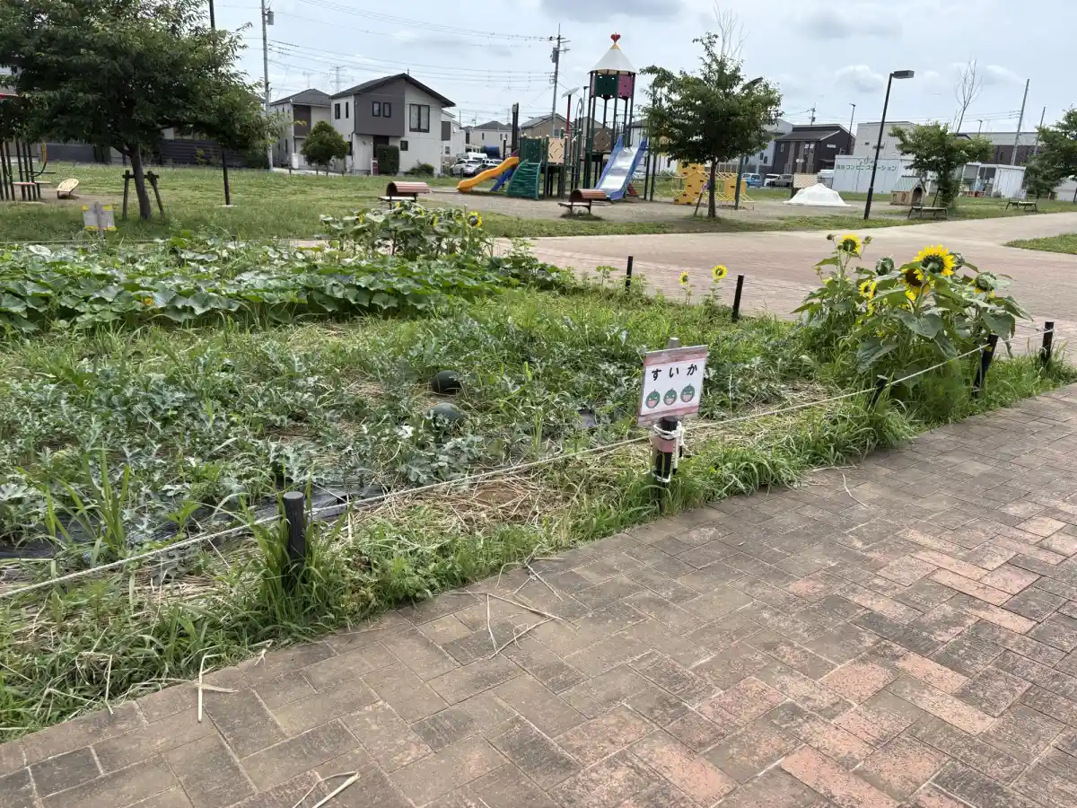 柏たなか駅前公園のスイカ畑