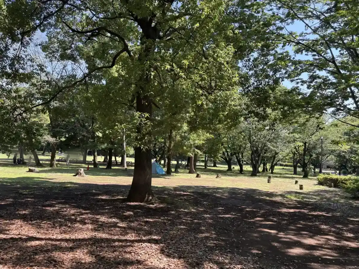 柏の葉公園の広場を囲む木々