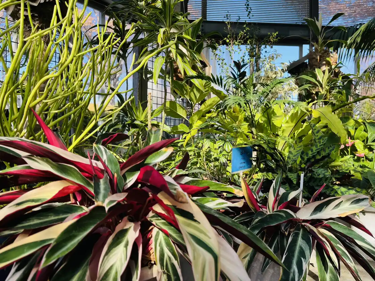 柏の葉公園センター内の植物展示