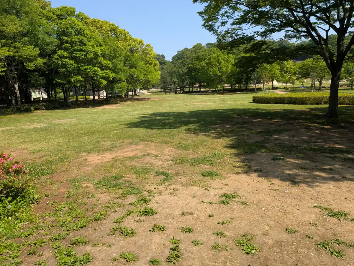 21世紀の森と広場の光と風の広場の芝生