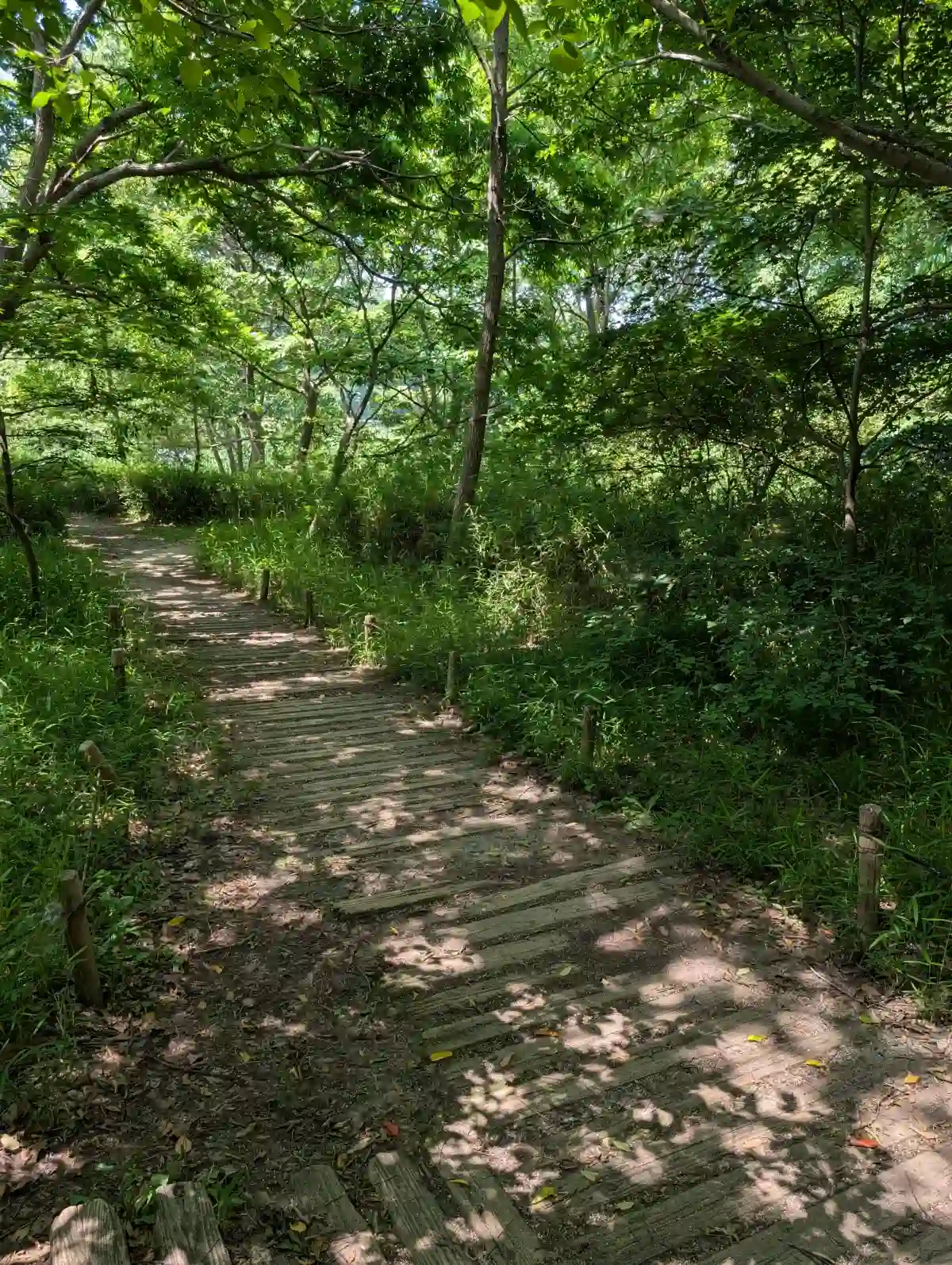 21世紀の森と広場の四季の山野辺