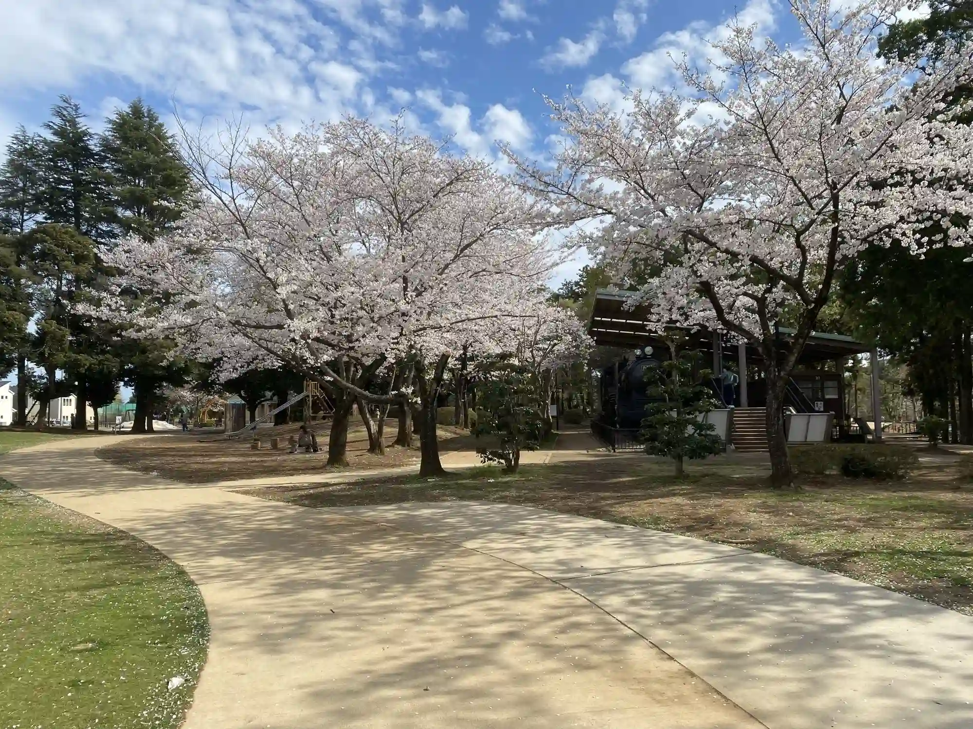 春に桜が咲く園内の様子