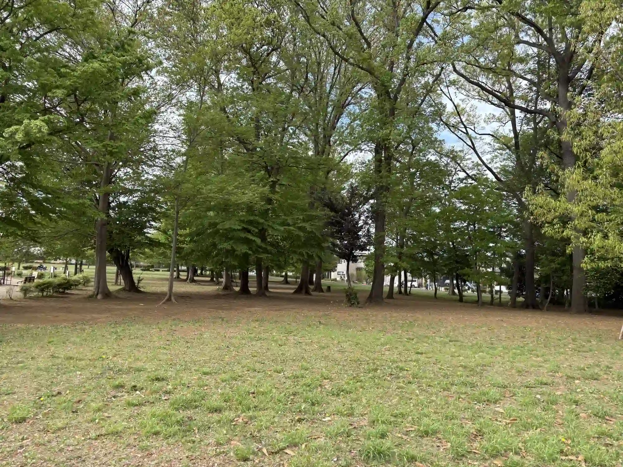 公園内の林