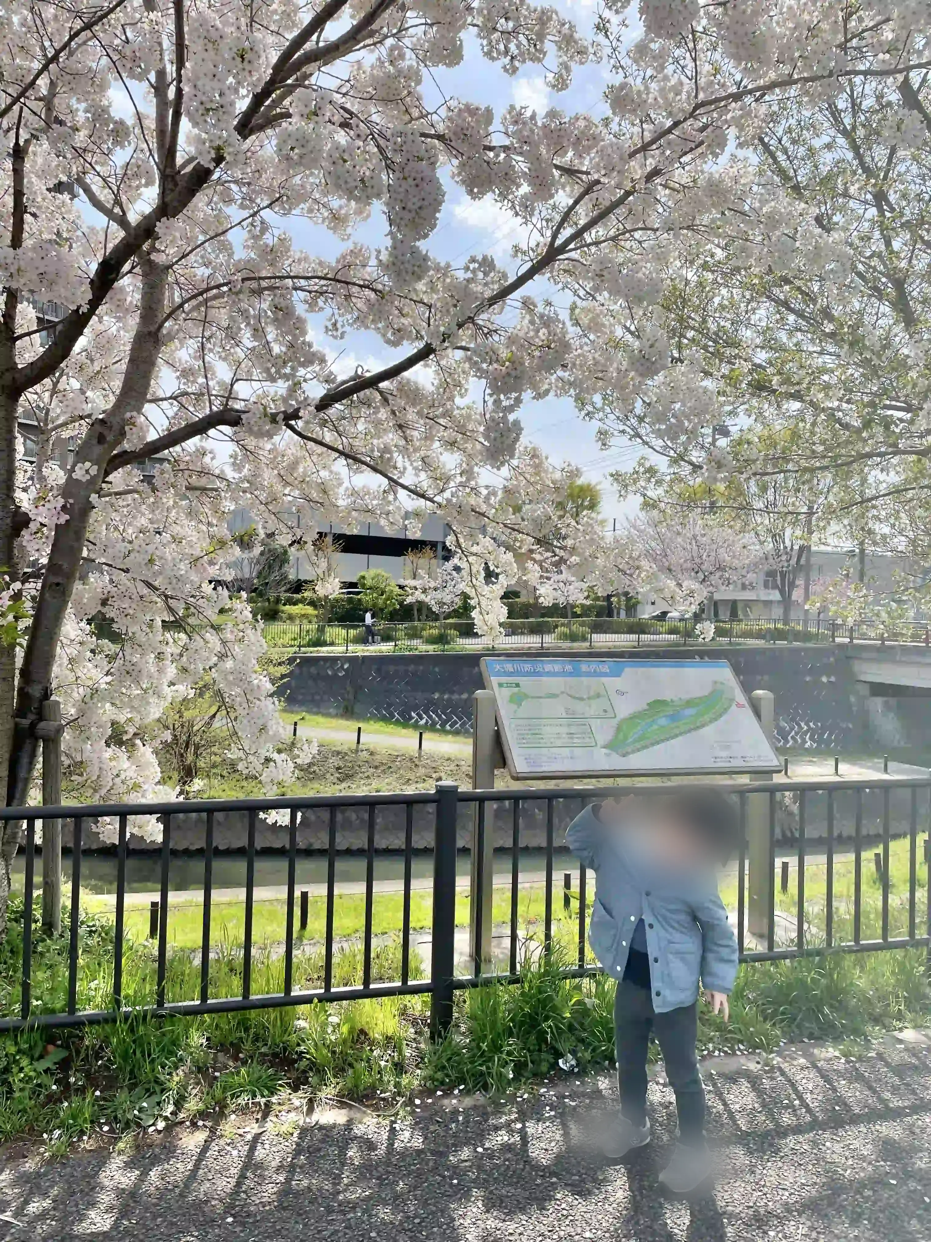 かいつかに行く途中の道の桜