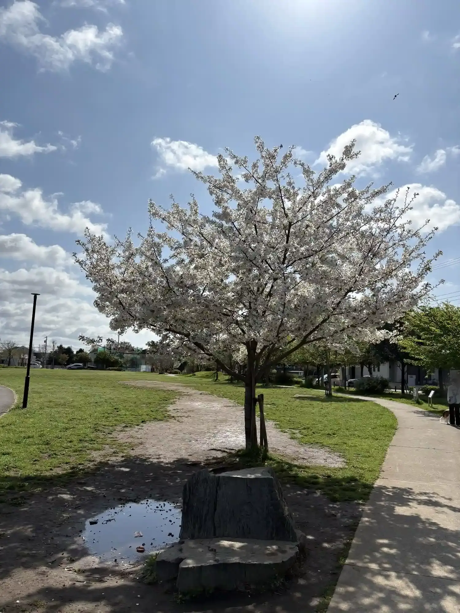 園内の桜の木
