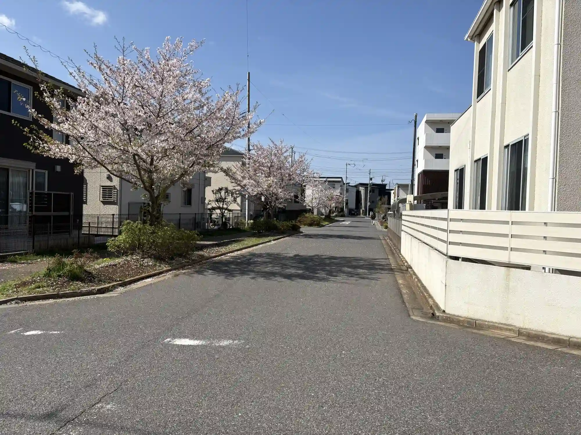 公園入口から見た住宅街の桜