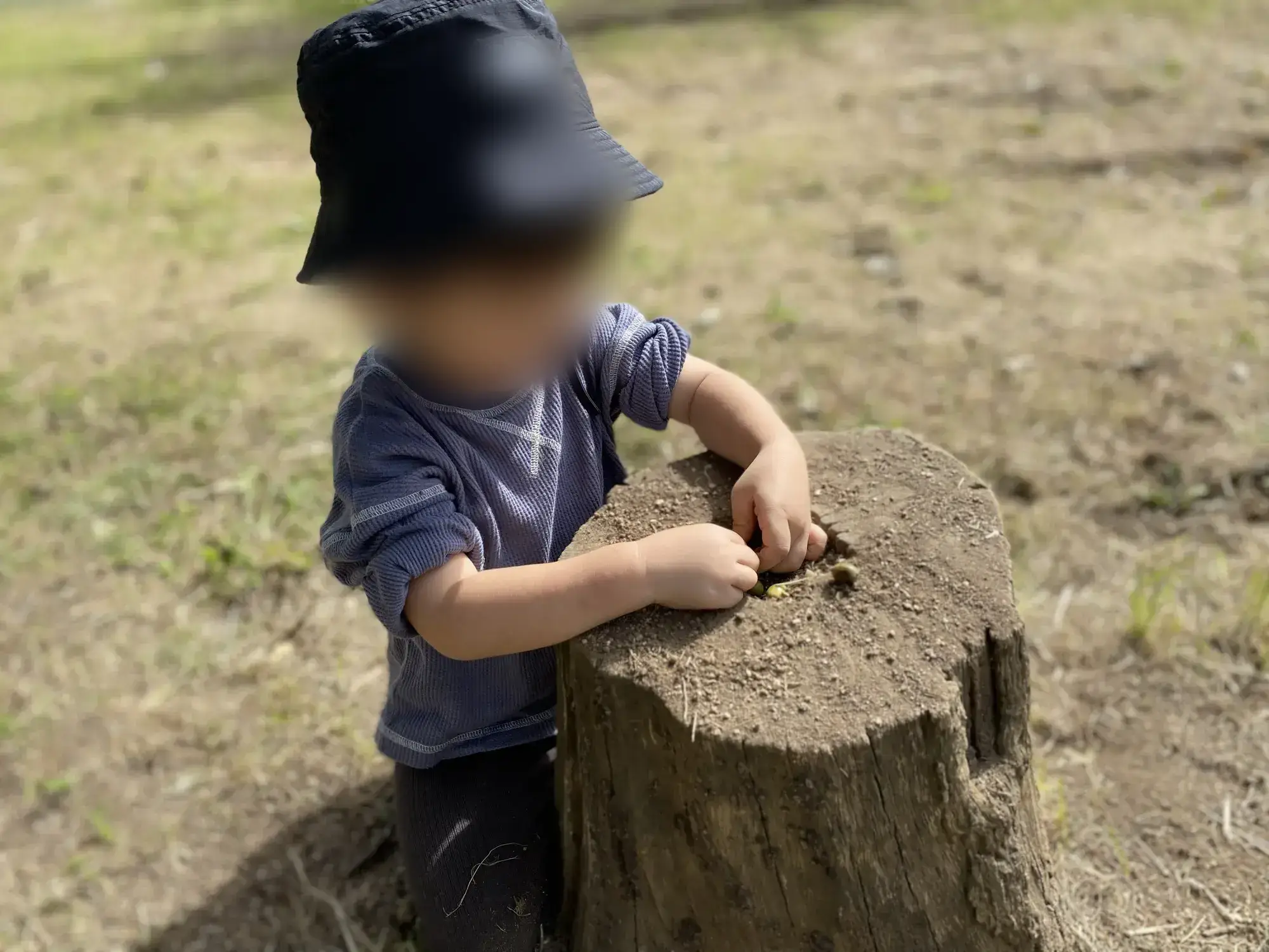 木の根や木の実を観察する子ども