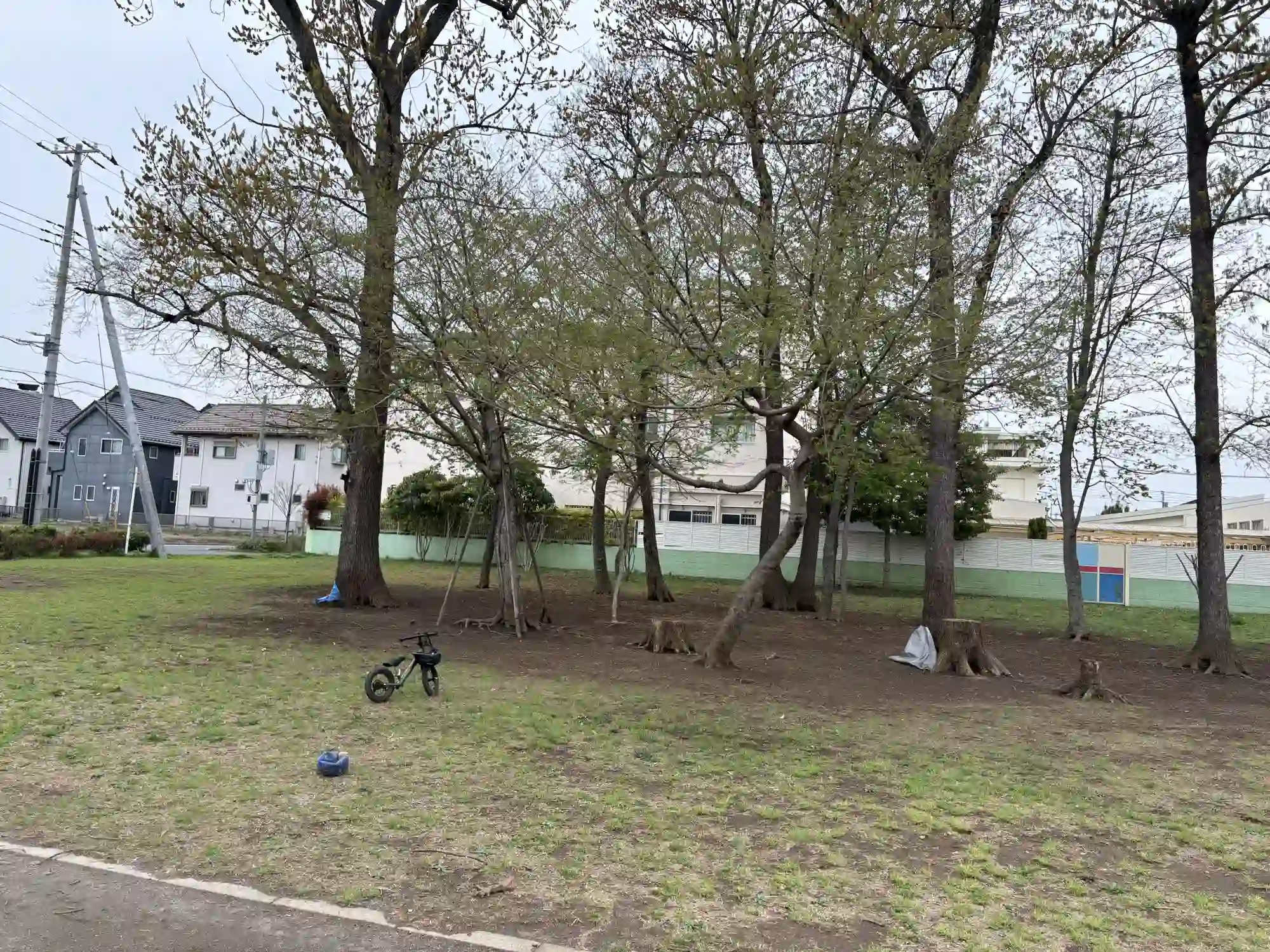 公園隣接の林