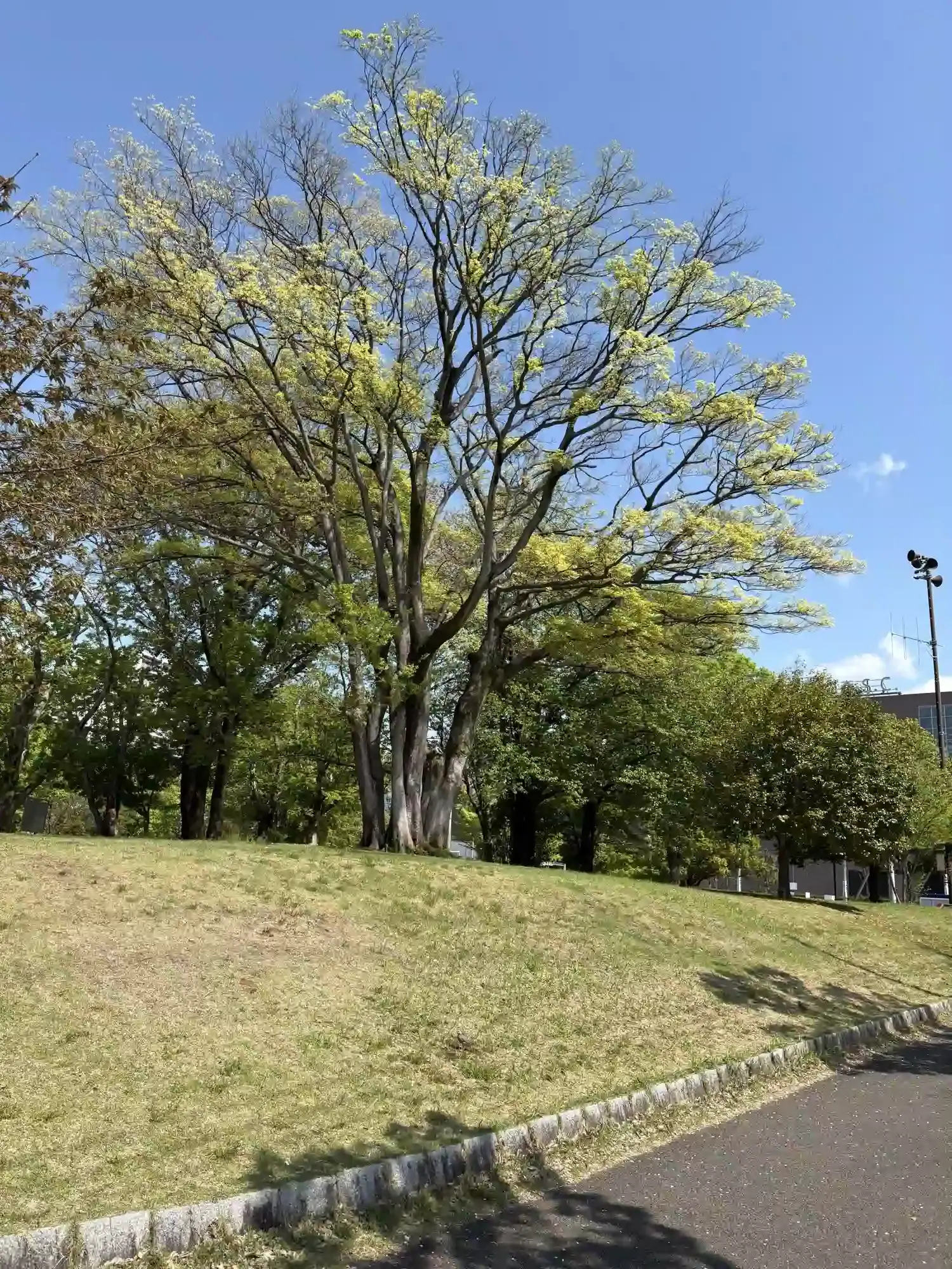 公園内のきれいな木