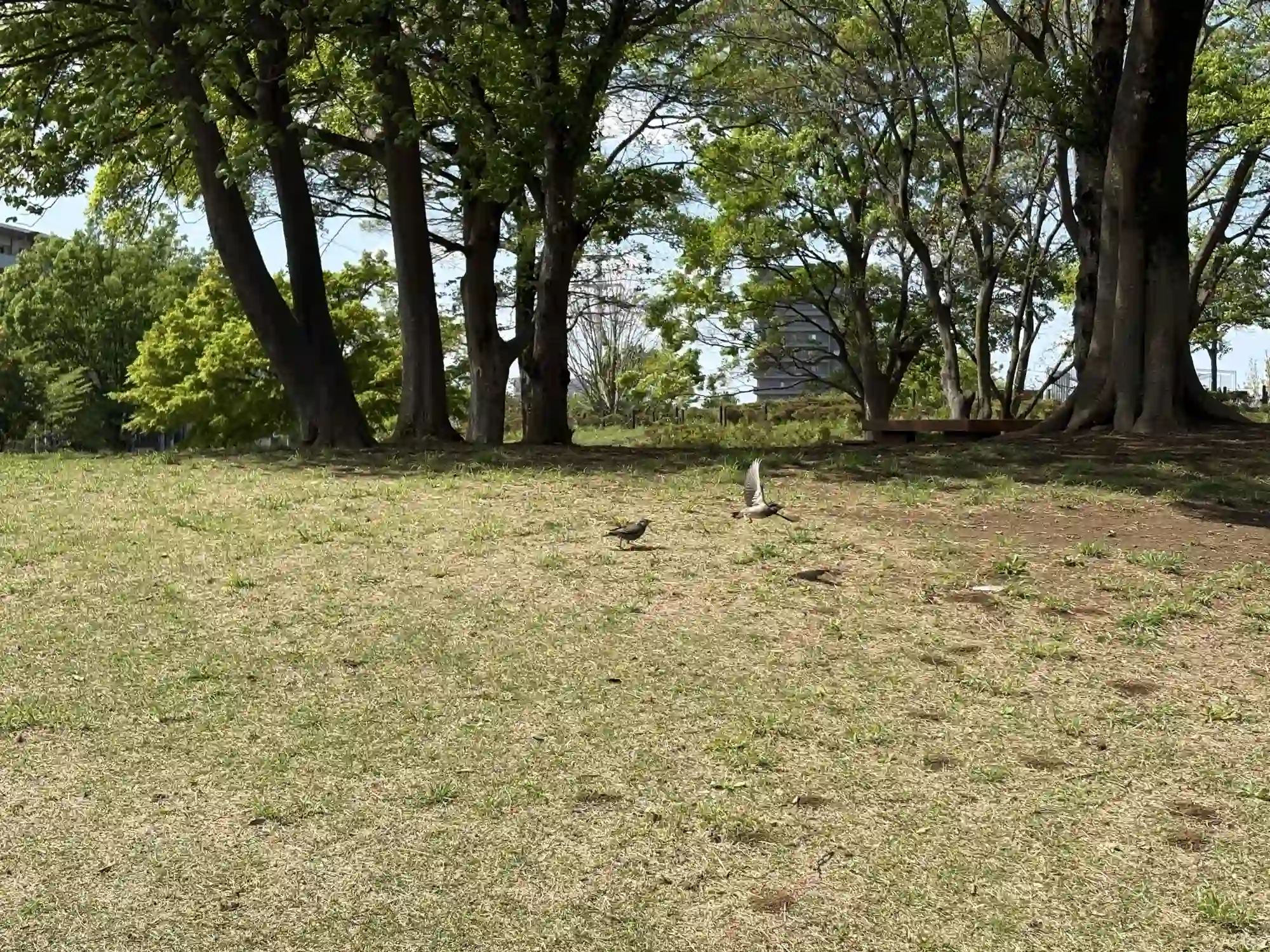 公園内の鳥