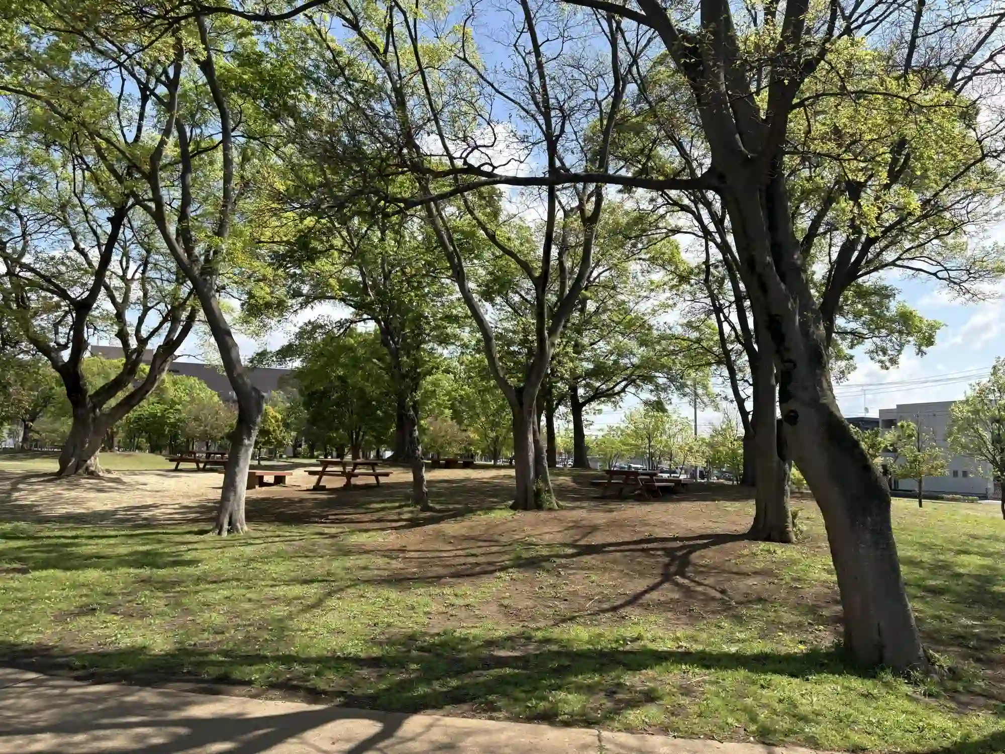 木が並ぶ公園内の様子