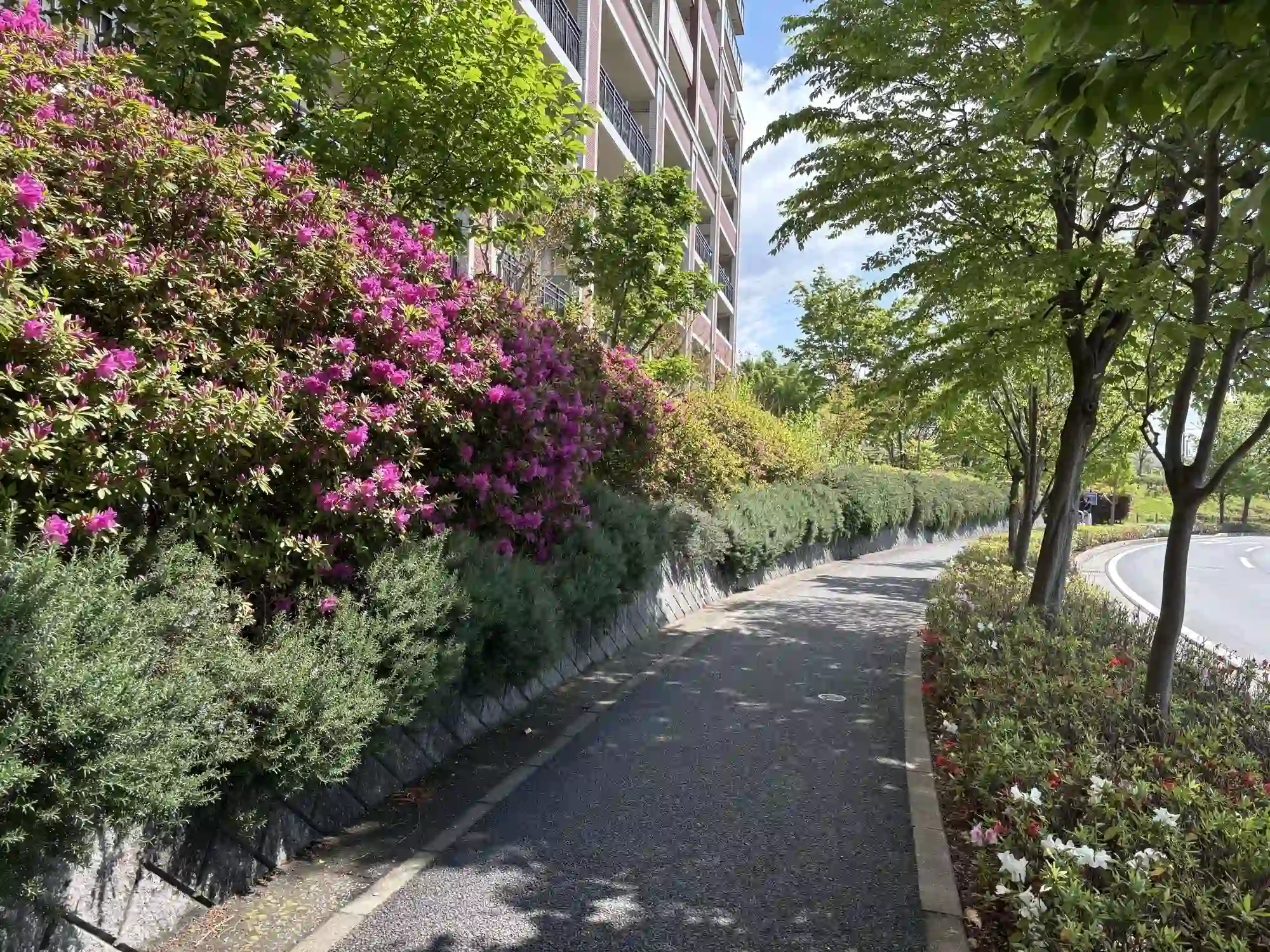 公園へ向かう道