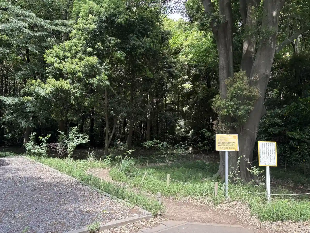 シラカシの木と市野谷の森入口