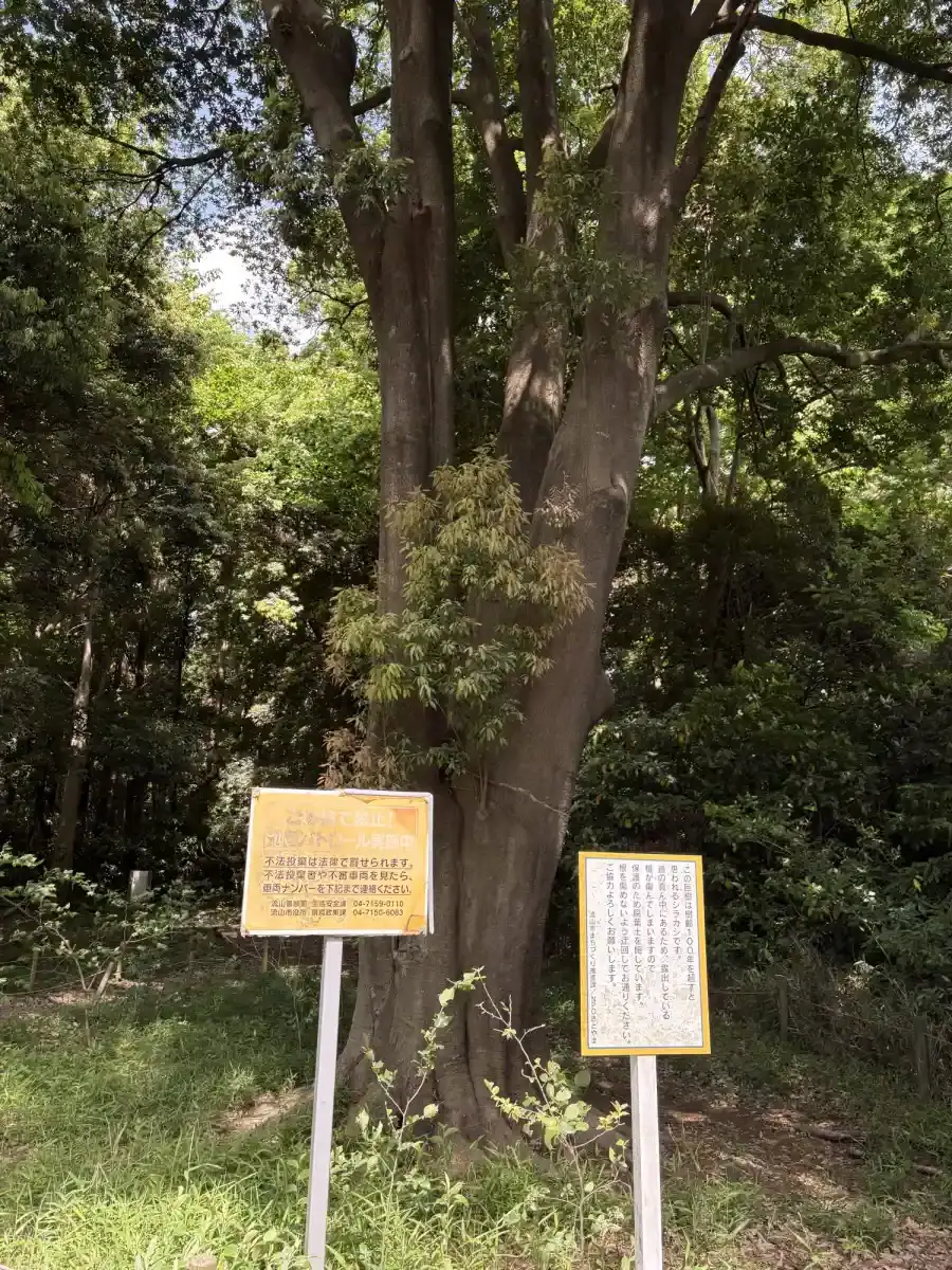 樹齢100年を超すシラカシの木