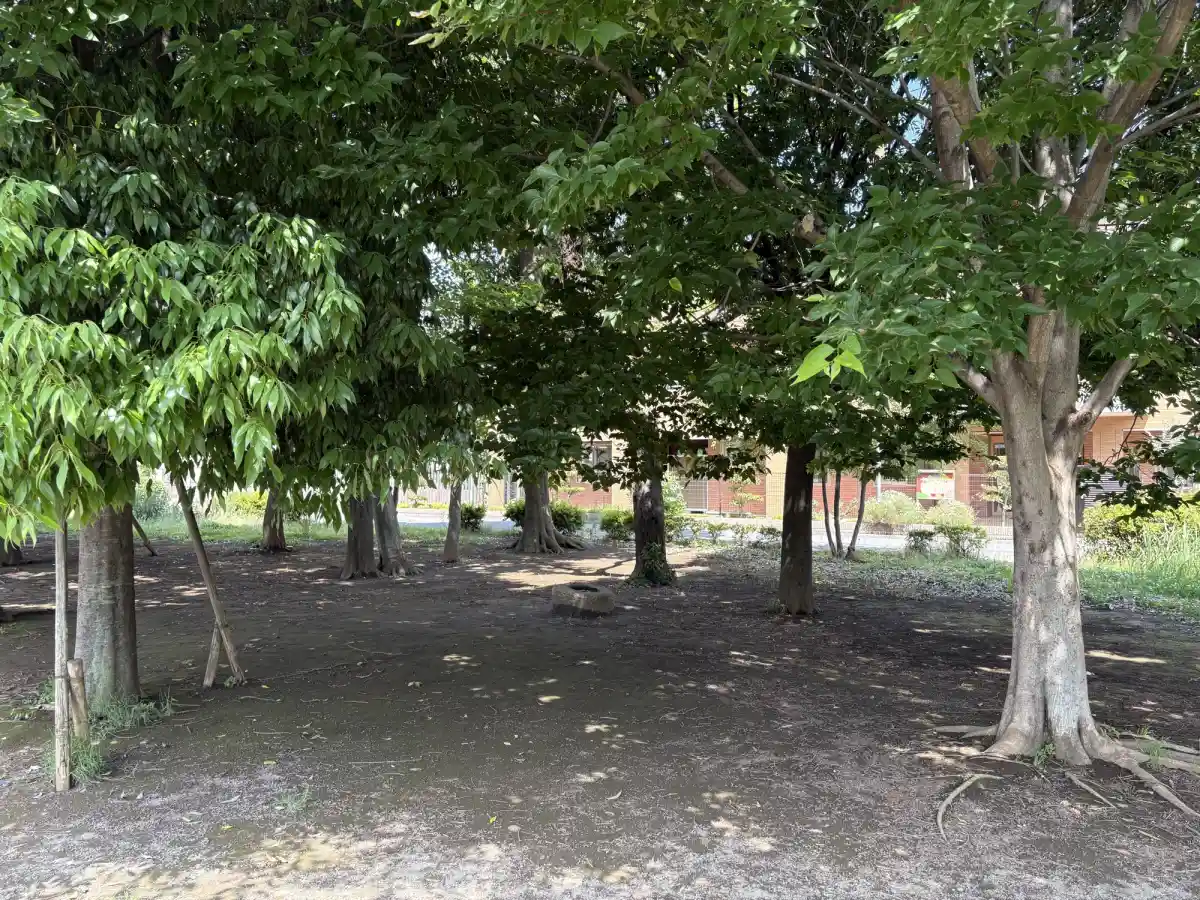 おおたかの森西1号公園の林エリア